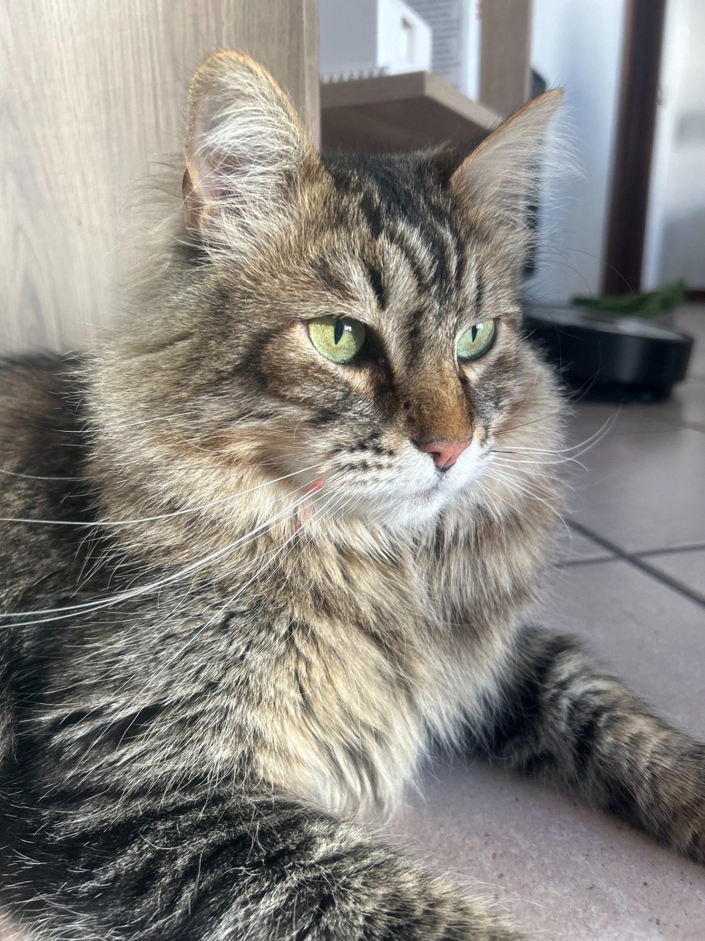 Enzo
