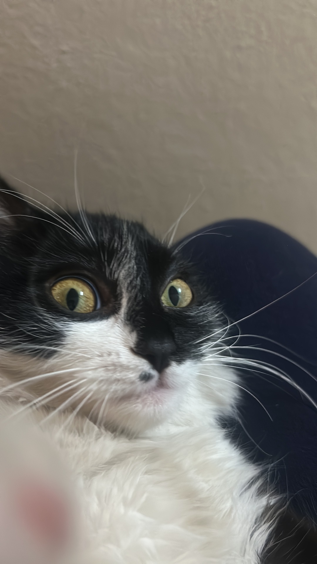 Babu a casa durante una visita