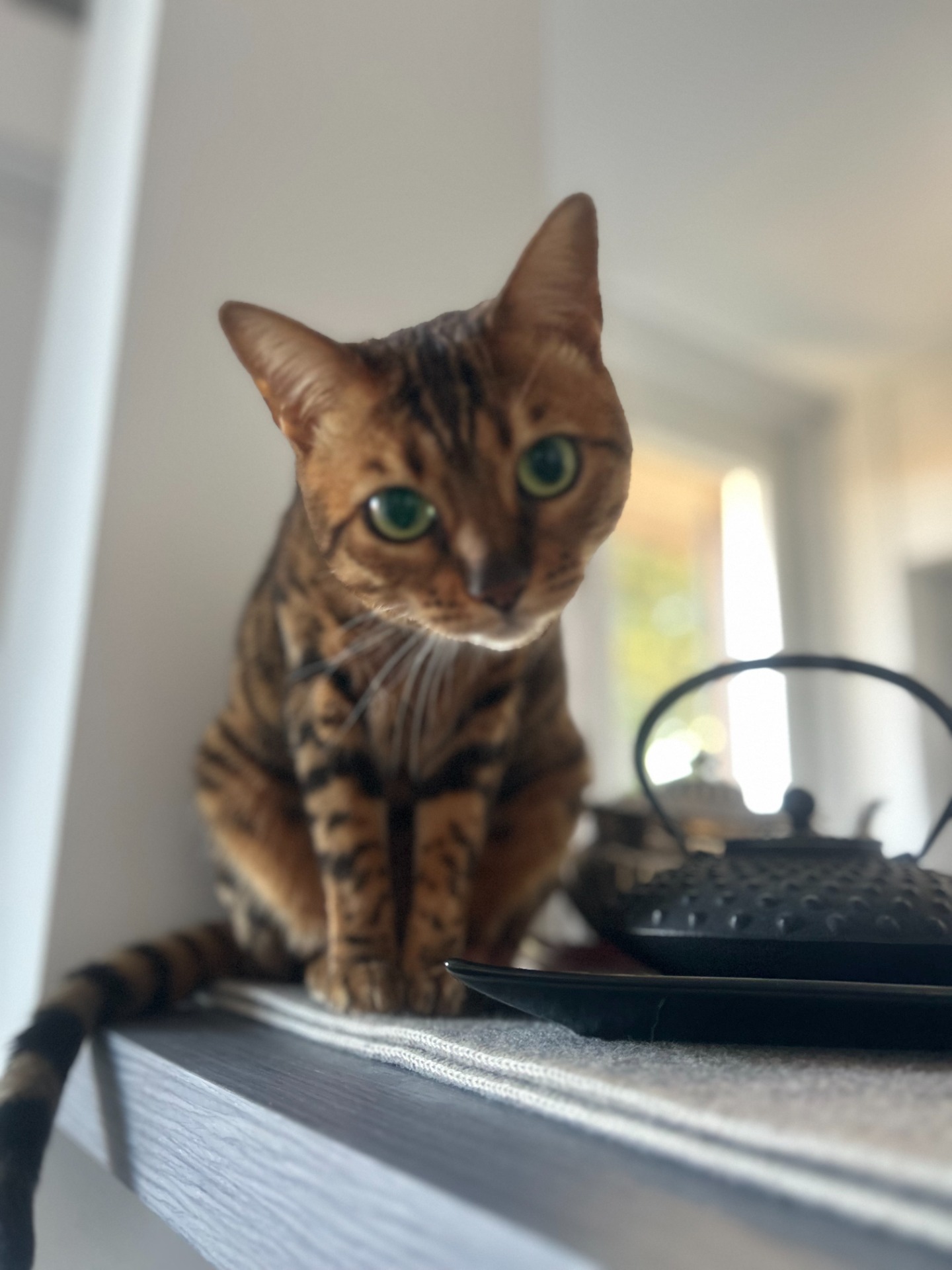 Kira, una gatta durante una visita a domicilio