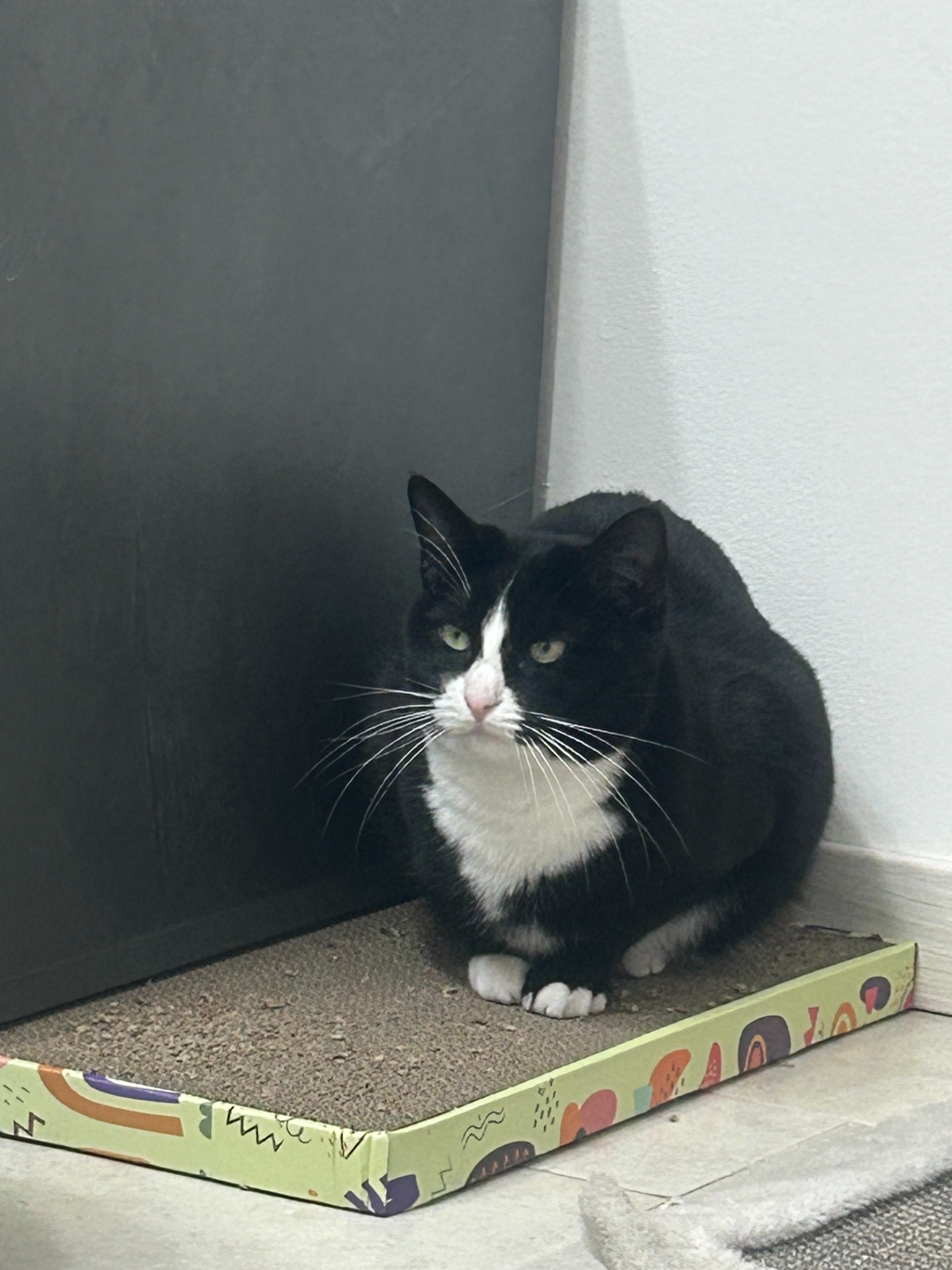 Yuki seguita da Felicemente Pet Sitter