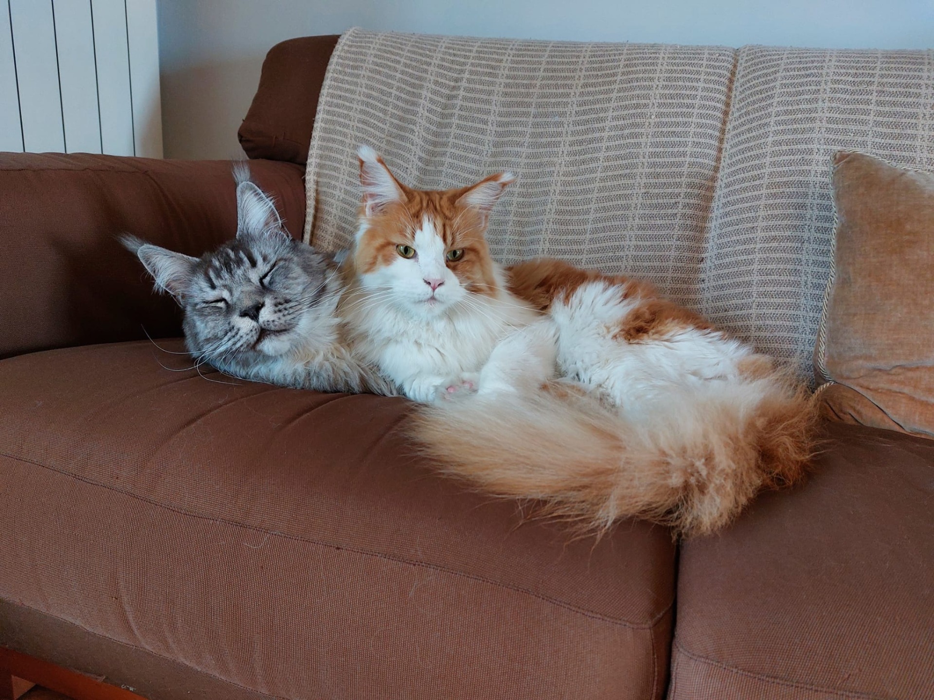 Evan e Glamour sul divano