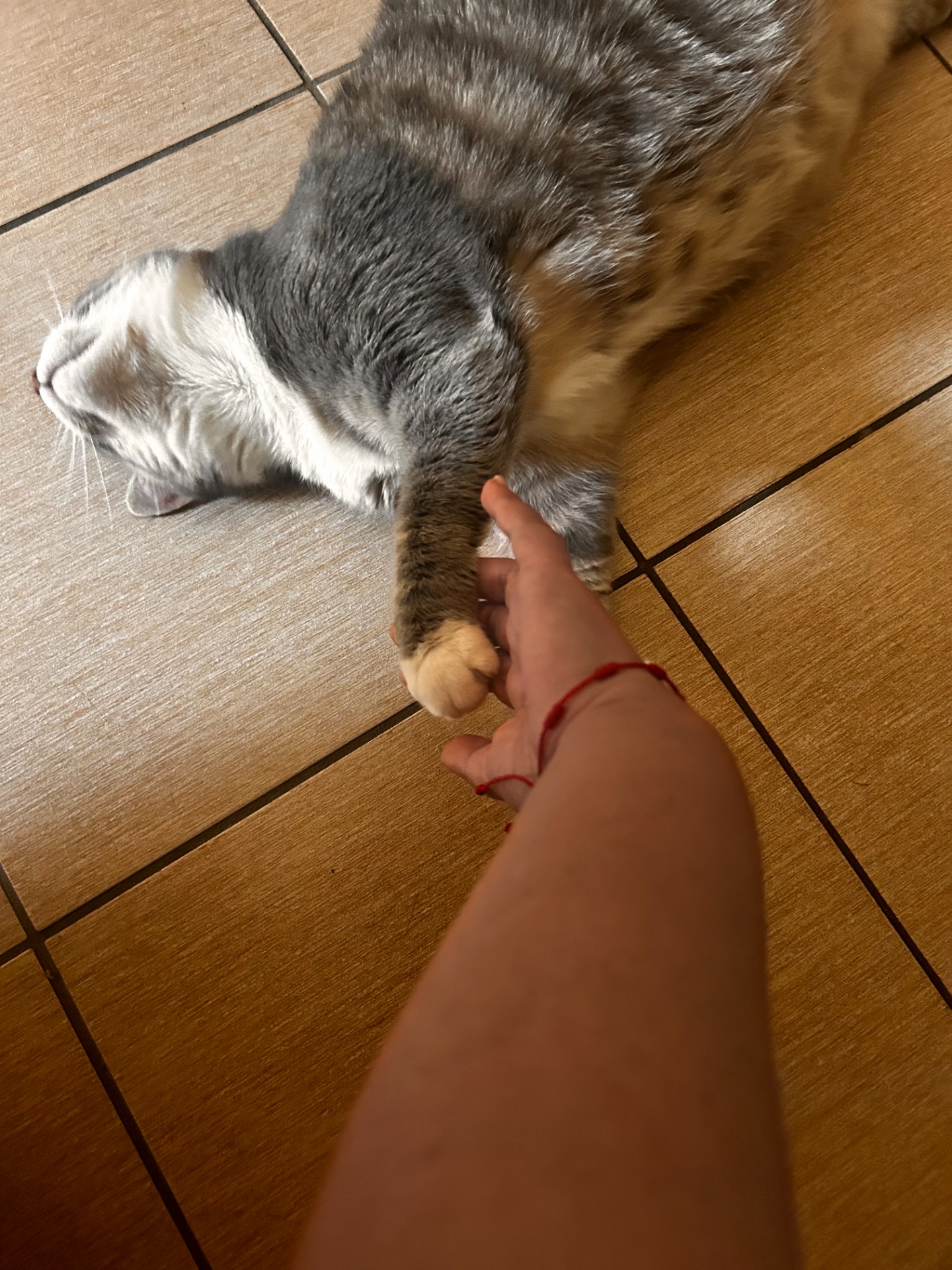 Agatha
