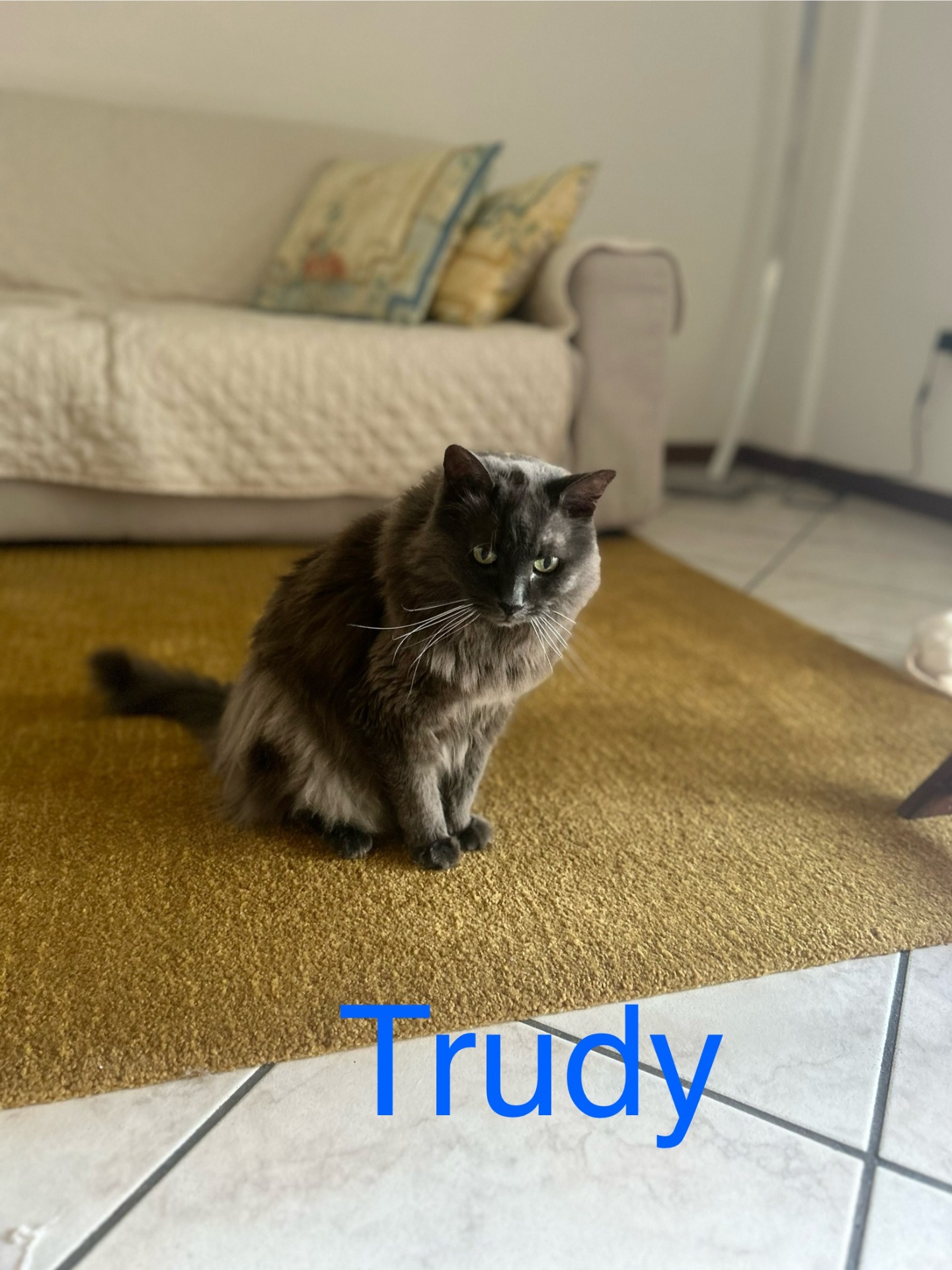 Trudy