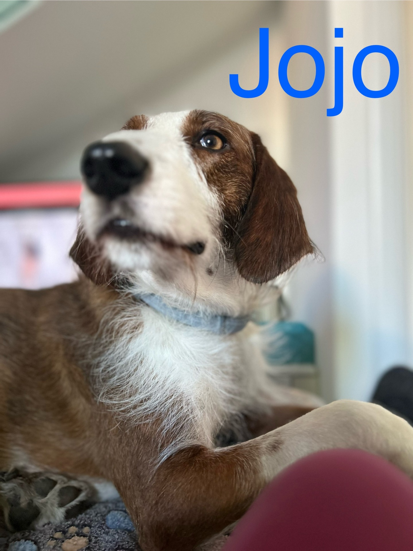 JoJo