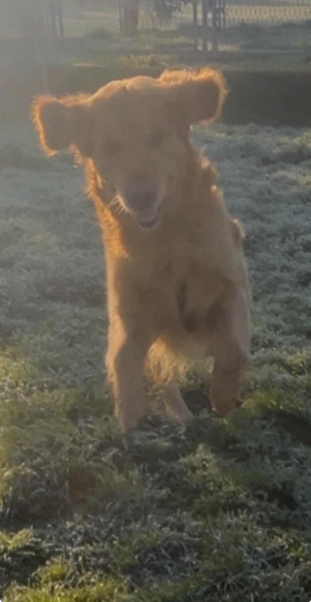 Zampa
