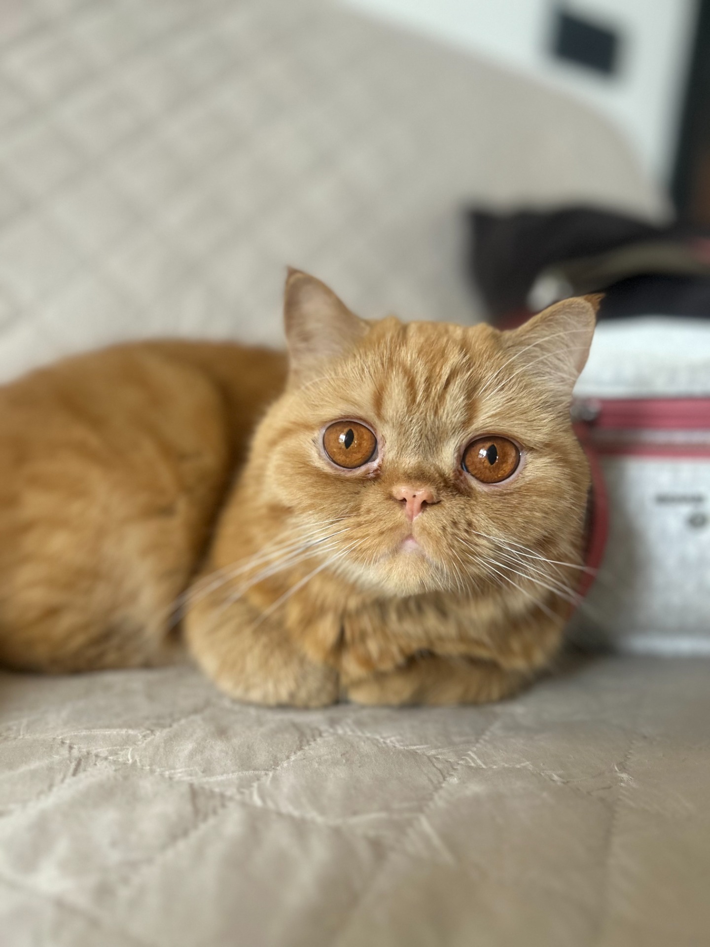 Giuliano