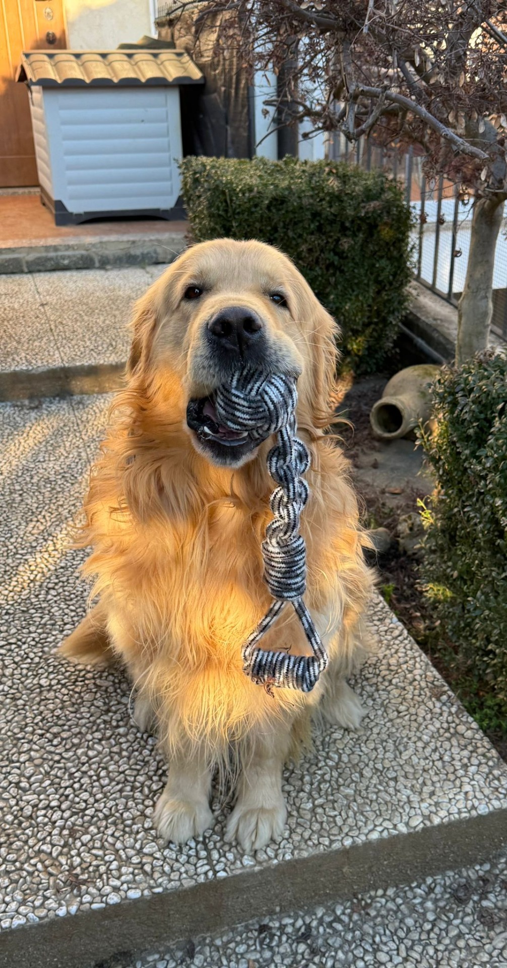 Jordan, un cane seguito a domicilio
