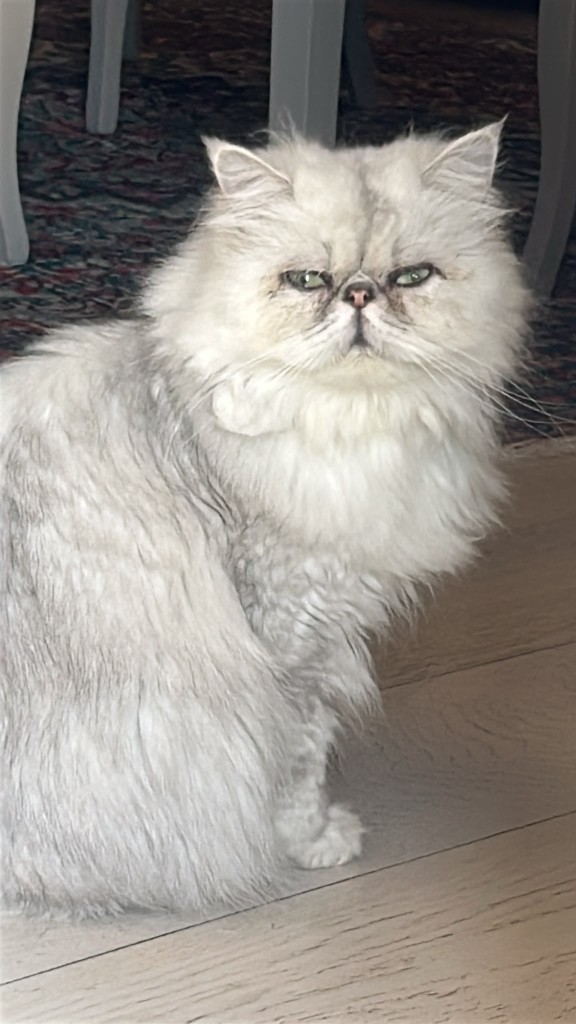 Jolie