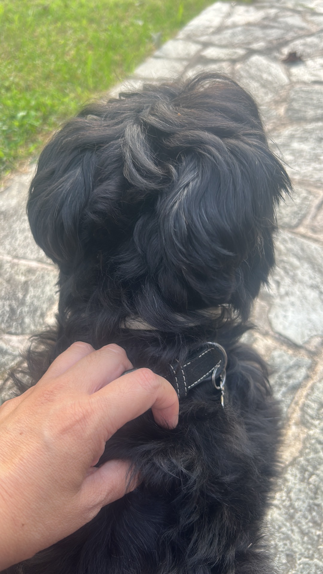 Machi, piccolo cane dal pelo nero, accarezzato sul sentiero. Collare con anello.