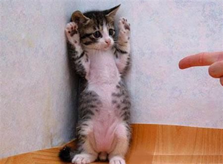 Gattino tigrato in un angolo, zampe alzate in segno di resa, mentre un dito lo indica.
