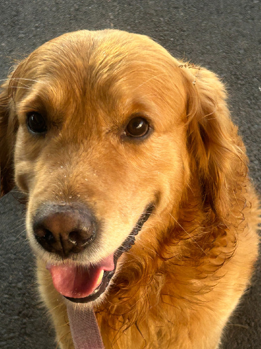 Zampa