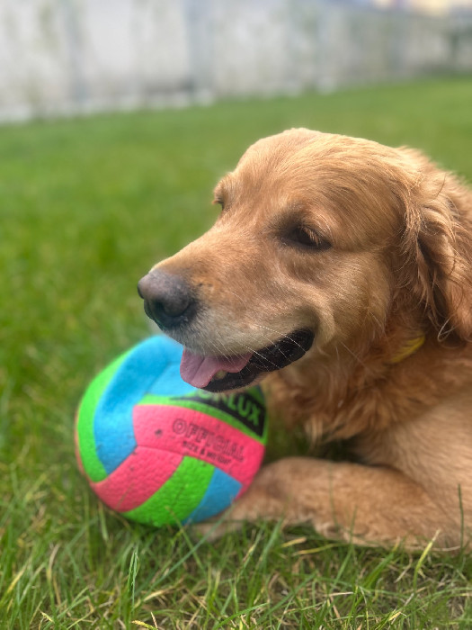 Zampa