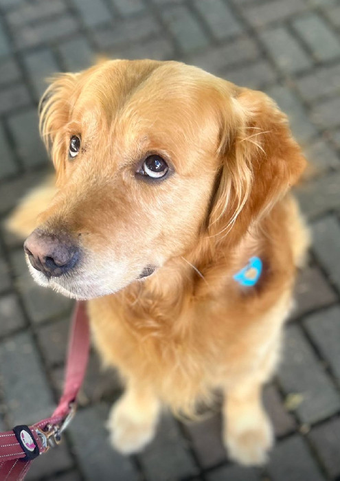 Zampa in città