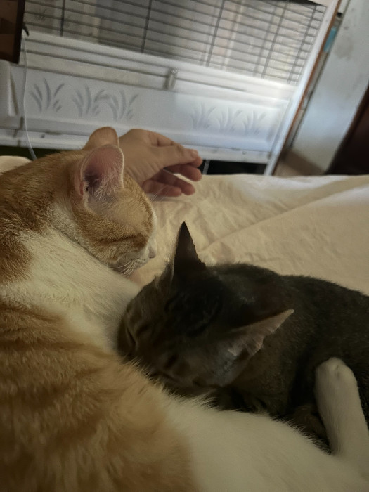 Giongio e Kiki, due gatti addormentati sul letto.