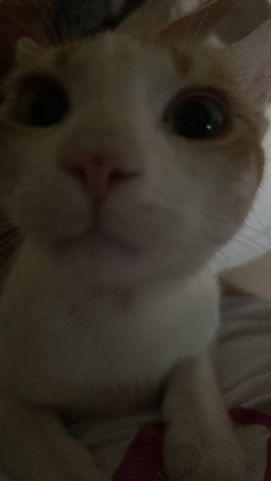 Giongio, gatto bianco e rosso, primo piano ravvicinato.