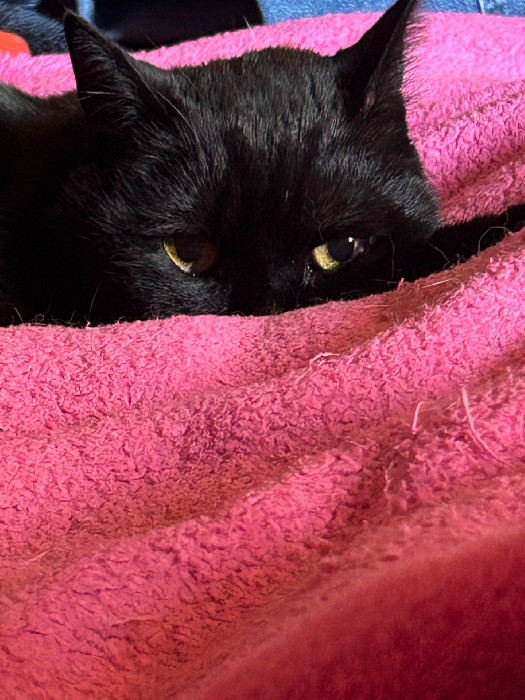 Pride, gatto nero con occhi giallo-verdi, affacciato da una coperta rosa.