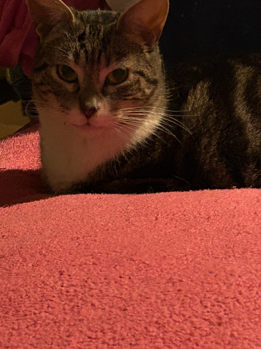 Zoe, gatta tigrata e bianca sdraiata su una coperta rosa.